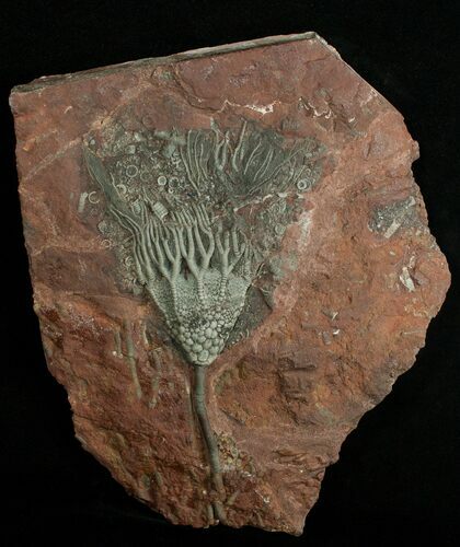 Inch Moroccan Crinoid - Beautiful Display Piece #1834